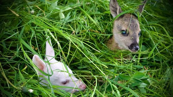Kitzrettung Oberfranken