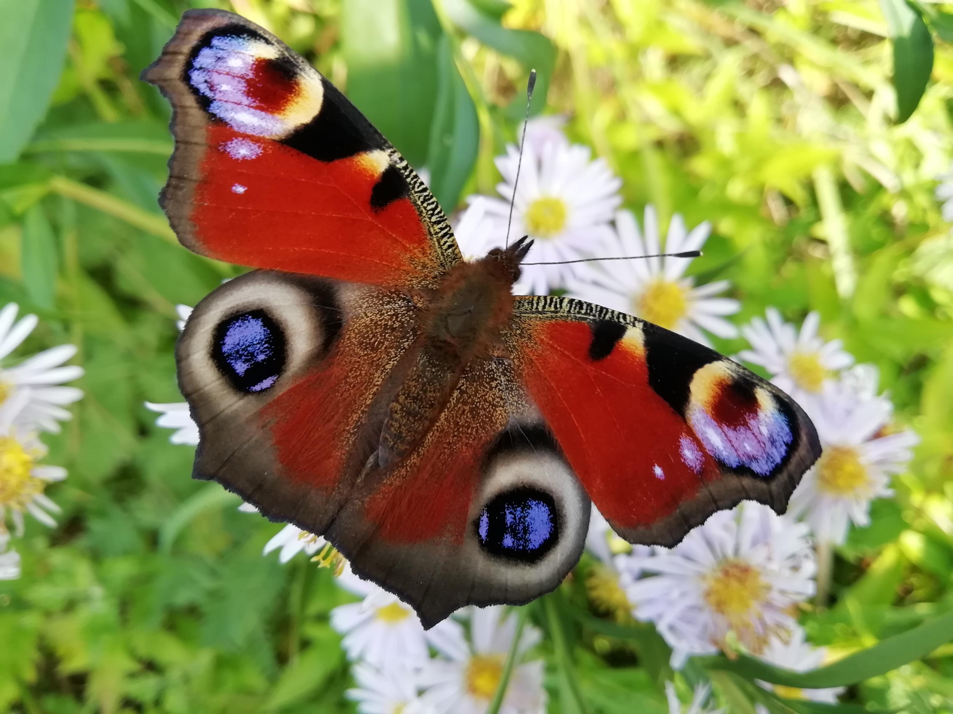Ein wunderschöner Besucher auf dem Weg zum Walberla.