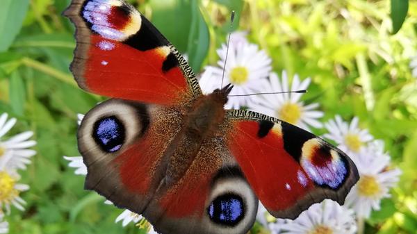 Ein wunderschöner Besucher auf dem Weg zum Walberla.