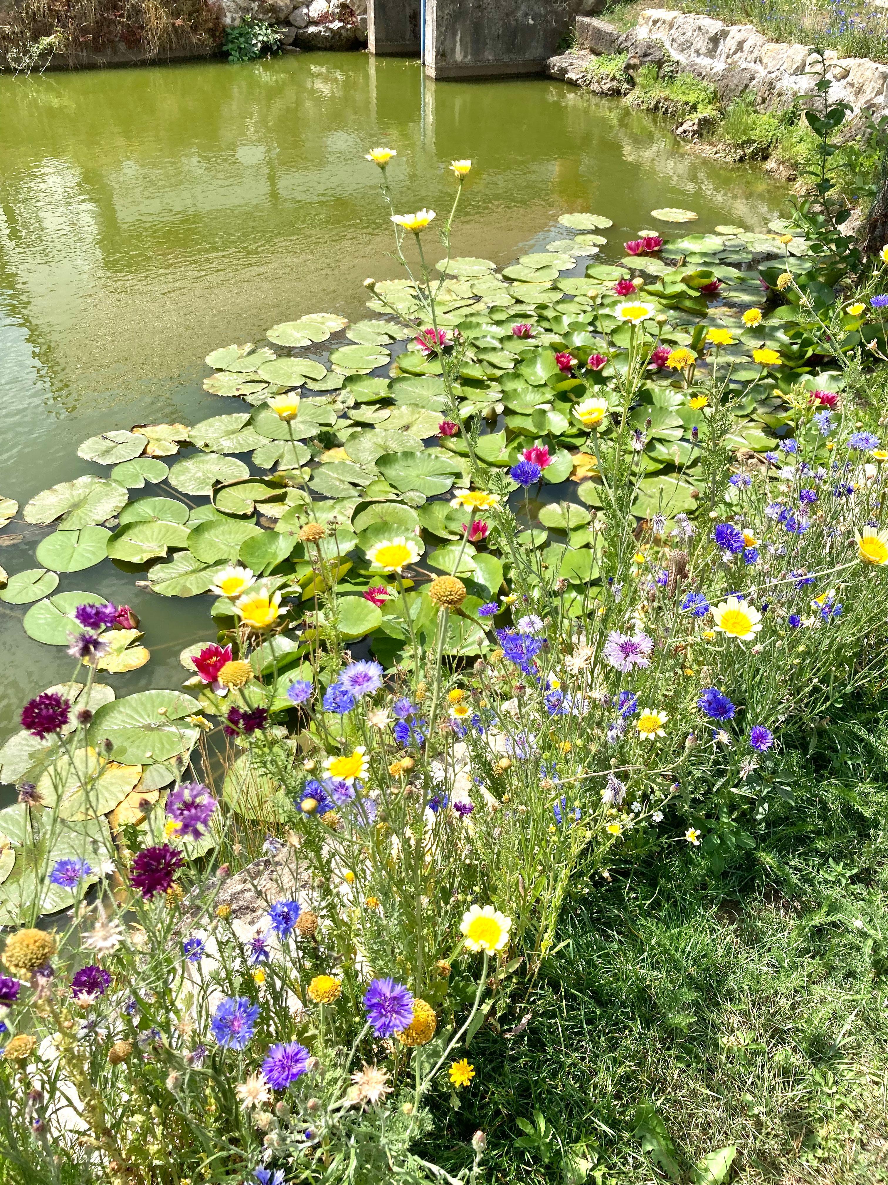 Teichidyll am Dorfweiher in Leutzdorf - gesehen von Irene Renner.