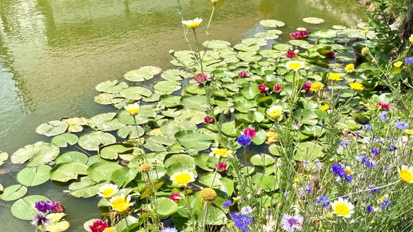 Teichidyll am Dorfweiher in Leutzdorf - gesehen von Irene Renner.