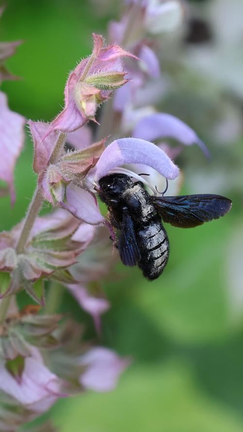 Diese schwarze Holzbiene hat unser Leserfotograf im Botanischen Garten in Erlangen entdeckt. - Mehr Leserfotos finden Sie hier