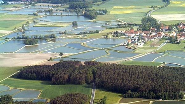 Viele Karpfenteiche prägen hier das Landschaftsbild.