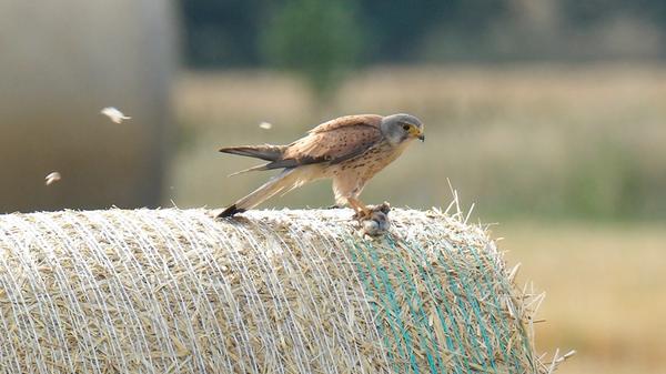 Turmfalke im Jagdglück