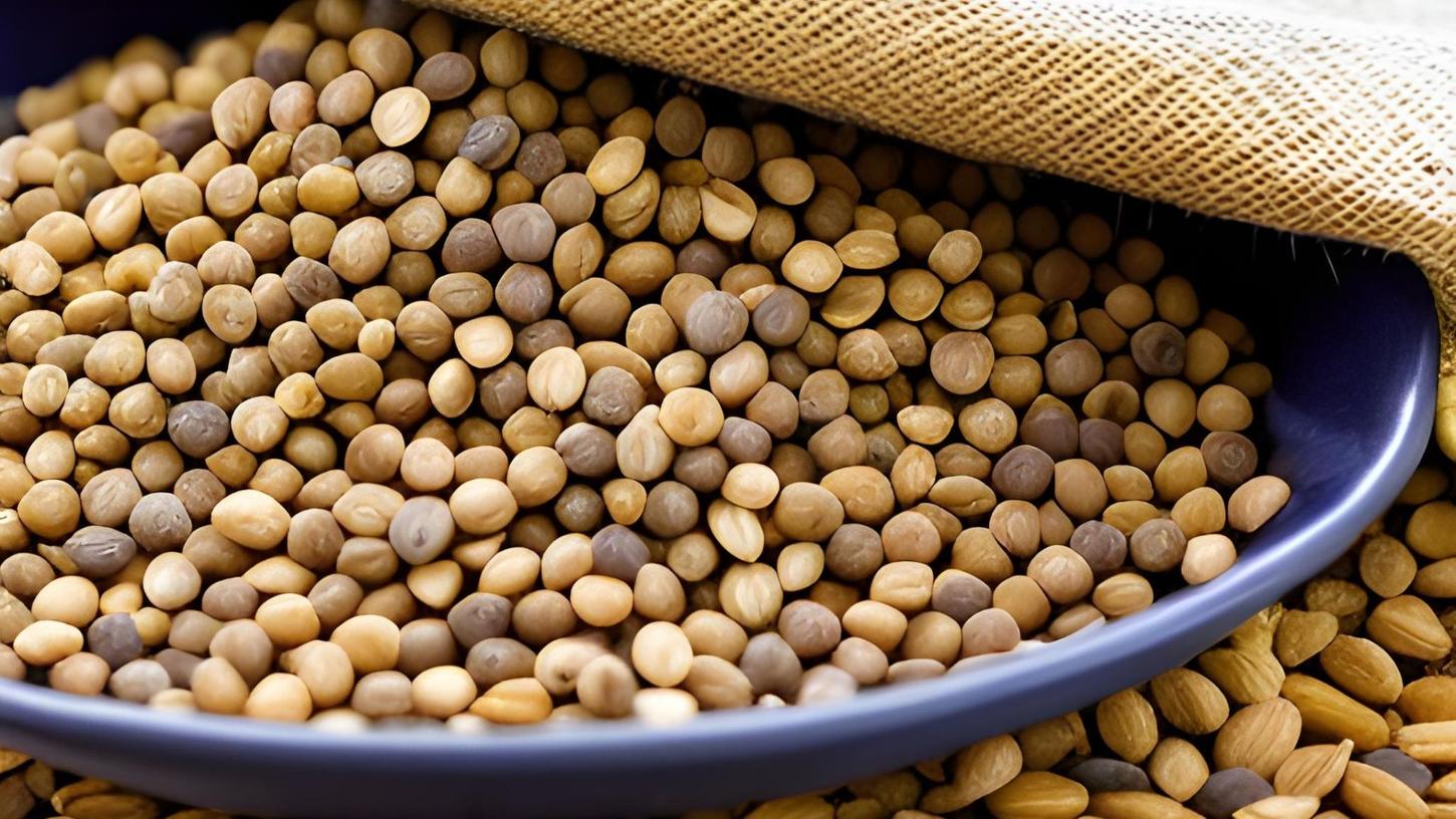 Lupinensamen sind das Ernteprodukt von Lupinen. Wie können sie verzehrt werden? Lupinensamen sind das Ernteprodukt von Lupinen. Wie können sie verzehrt werden?