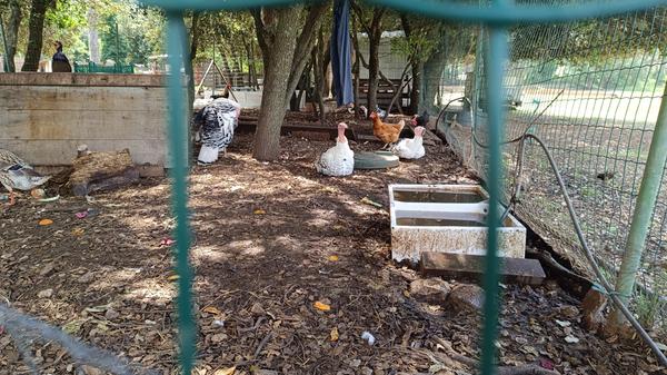Mitten auf dem Platz befindet sich auch ein kleiner Bauernhof, auf dem der Nachwuchs allerlei über die Natur lernen kann.