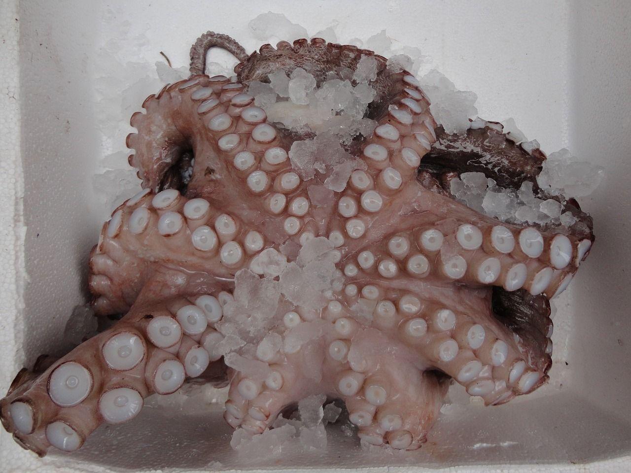 Singapur: Arzt findet kompletten Oktopus im Hals eines Mannes