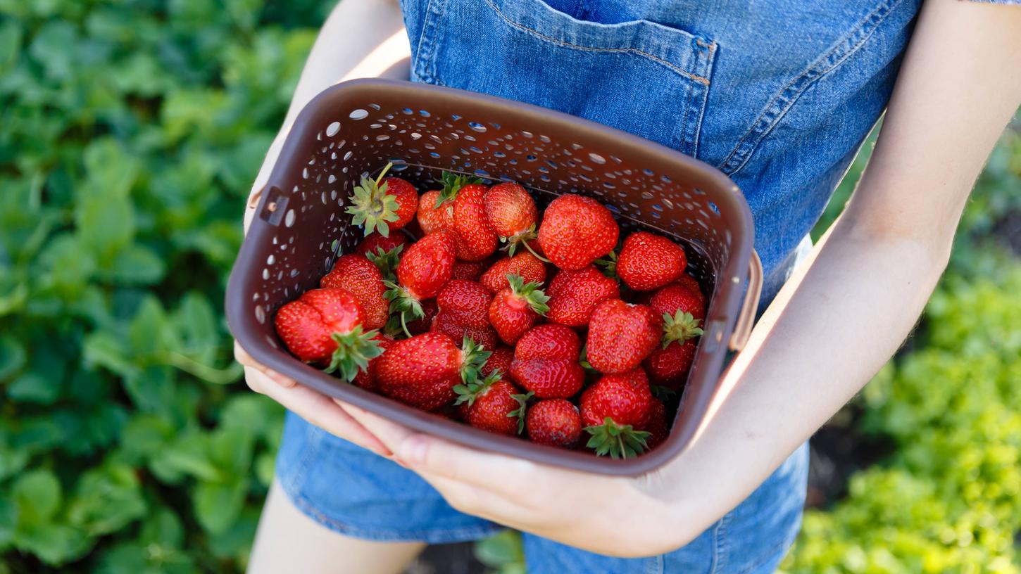 Erdbeeren sind eine beliebte Leckerei. Diese süße Frucht ist eigentlich eine Nuss? Alle Informationen im Artikel.