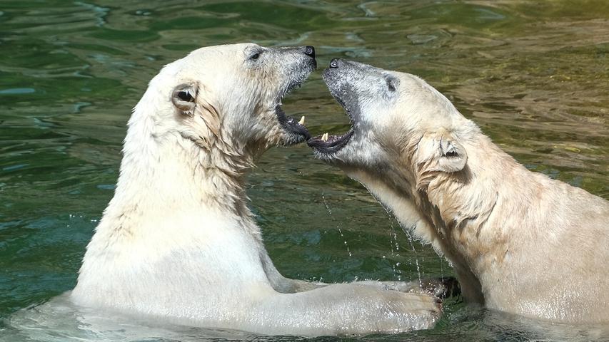 Zwei junge Eisbären haben im Tiergarten Spaß im Wasser. Mehr Leserfotos finden Sie hier