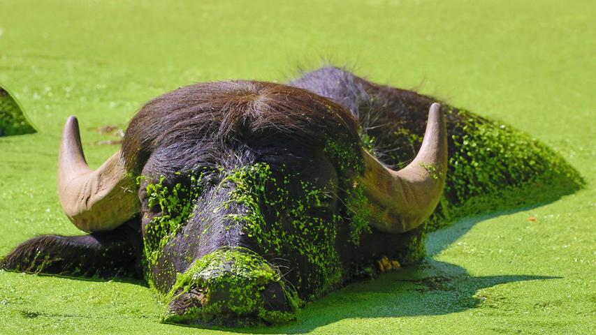 Dieser Wasserbüffel kühlt sich unter einem grünen Pflanzenteppich ab. Mehr Leserfotos finden Sie hier