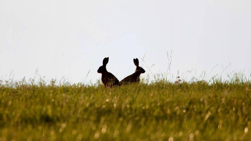 Wie ein Scherenschnitt wirken diese spielenden Hasen auf einem Feld bei Trommetsheim. Mehr Leserfotos finden Sie hier