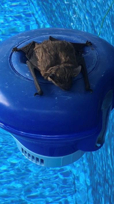 Eine Fledermaus sucht in einem Pool Schutz vor der Sommerhitze. Mehr Leserfotos finden Sie hier