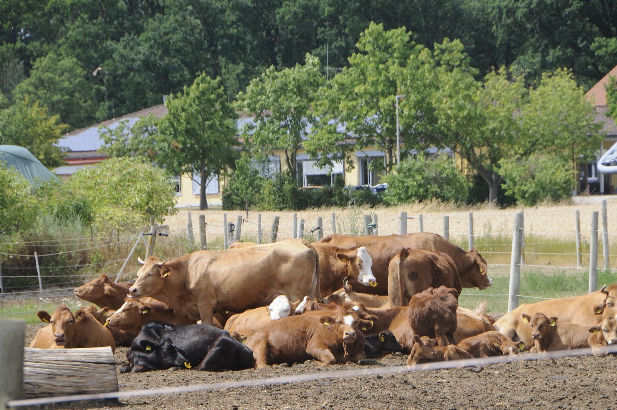 Vier Vollerwerbslandwirte gibt es noch in Oberreichenbach. Hinten ist die Grundschule zu erkennen.