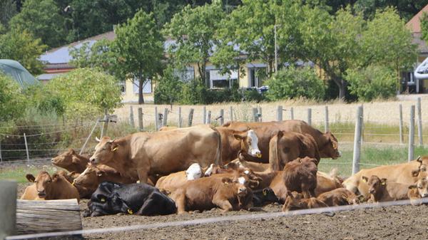 Vier Vollerwerbslandwirte gibt es noch in Oberreichenbach. Hinten ist die Grundschule zu erkennen.