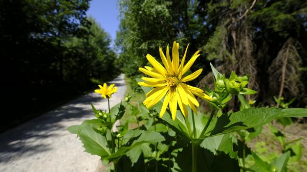 "In der Natur zu Hause" heißt der Slogan der Gemeinde. Viele Wege führen ins Grüne, wie hier nach Tanzenhaid.
