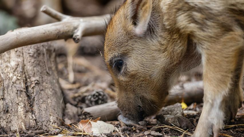Ein Anziehungspunkt für Spaziergänger, Jogger und Familien: Das Wildschweingehege im Fürther Stadtwald ist ein saustarker Tipp. Ganz egal, ob man die Schweine füttert oder die Frischlinge bei ihren ersten Schritten beobachtet - am Gehegezaun wird es nie langweilig.