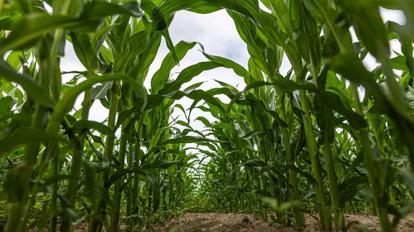 Junge Mais Pflanzen am 29. Juni 2023 auf einem Feld in Brandenburg. Maisfeld in Brandenburg *** Young corn plants on a f