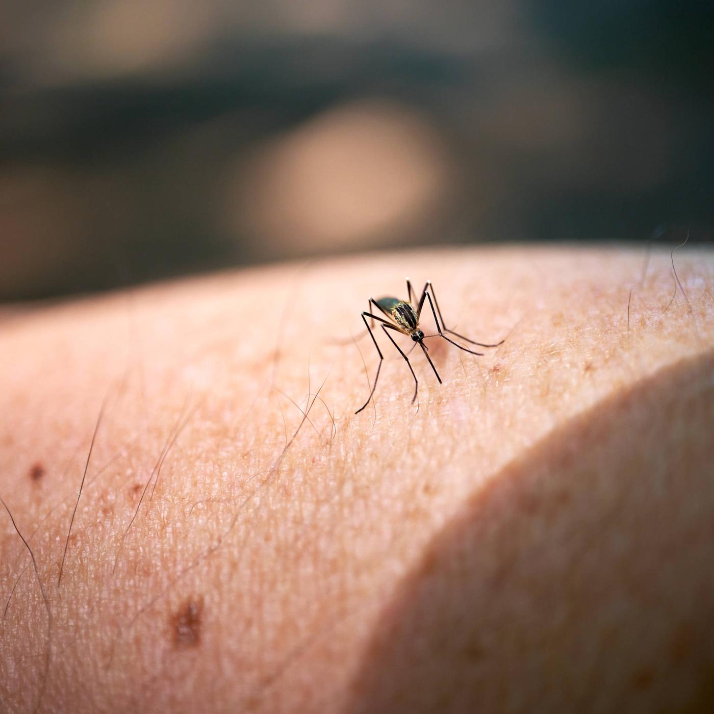 Mückenschutz auf Reisen: Die besten Insektensprays & gute Alternativen