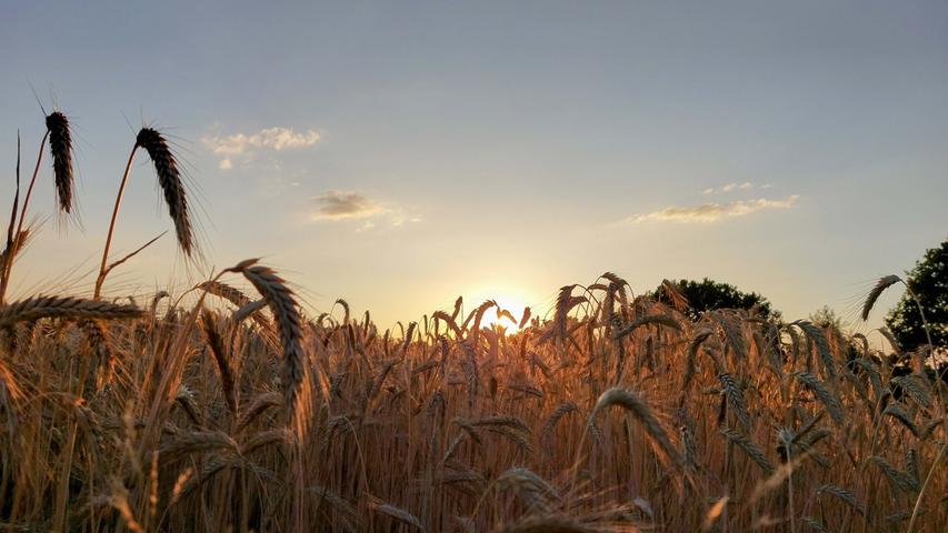 Das reife Getreidefeld wird nicht mehr viele Sonnenuntergänge erleben. Mehr Leserfotos finden Sie hier