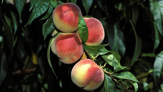 Pfirsichbäume schneiden: Pflegetipps für gesundes Wachstum