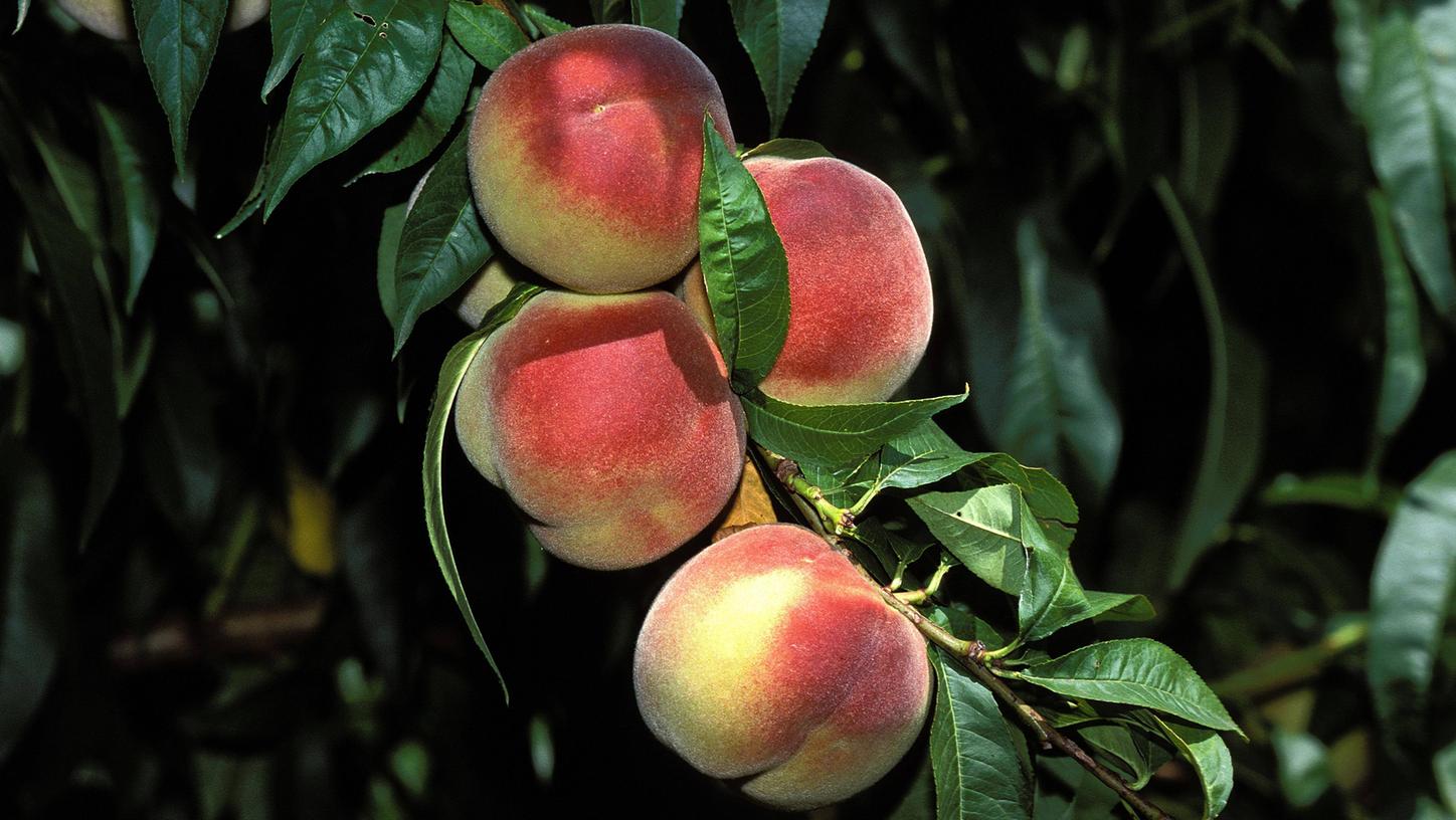 Auch Pfirsichbäume profitieren von einem Zuschnitt. Aber wie sollte man einen Pfirsichbaum schneiden?