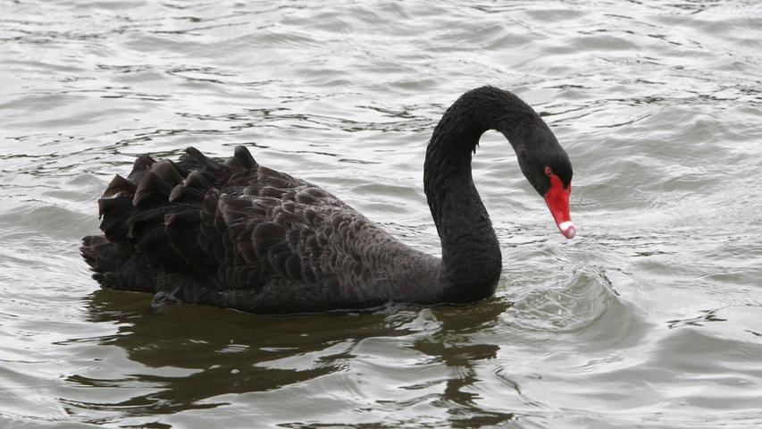 Sommerloch-Unterhaltung: So geht es den Schlagzeilen-Tiere heute ...