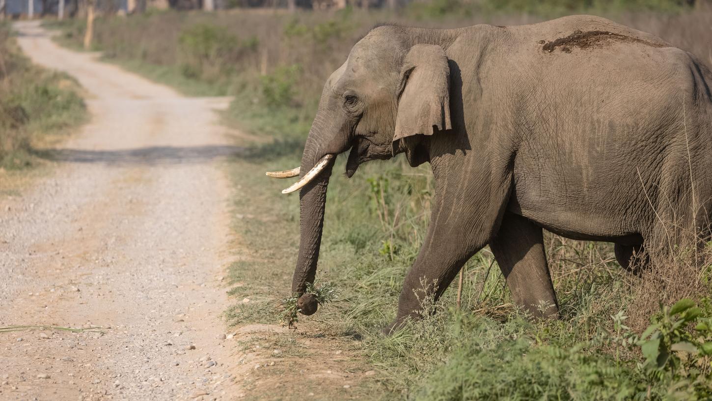 Törööö! Der Elefant ging auf Erkundungstour. (Symbolbild) Törööö! Der Elefant ging auf Erkundungstour. (Symbolbild)