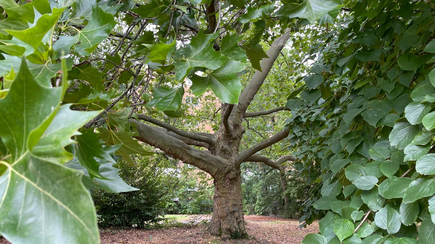 Der Baum des Anstoßes: Die alte Platane auf dem Rädda-Barnen-Gelände, ein Naturdenkmal.