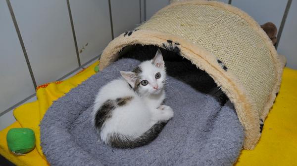 Momentan stellt sich im Tierheim Neumarkt jeden Tag die Frage, weshalb Katzenbesitzer ihre erst wenige Wochen alten Kätzchen draußen auf der Straße alleine und unbeaufsichtigt herum sausen lassen. Bei scheuen und nicht an Menschen gewöhnten Bauernhofkätzchen ist das im ländlichen Bereich zwar üblich, aber doch nicht bei so zutraulichen und menschenbezogenen Kätzchen, wie sie heute hier vorgestellt werden. Kätzchen in diesem Alter sind zwar neugierig ohne Ende, aber sie haben noch überhaupt kein Gefahrenbewusstsein. Auch das weiß-grau-gefleckte Kätzchen war mutterseelenalleine draußen unterwegs. Das Kätzchen ist etwa acht Wochen alt und es wurde in Lauterhofen-Gebertshofen aufgegriffen. Nachdem das Kätzchen schon einige Tage vorher immer wieder laut schreiend vor dem Grundstück einer Anwohnerin herumlief, aber weder eine Katzenmutter noch ein Besitzer auftauchte, wurde das zutrauliche Kätzchen ins Tierheim Neumarkt gebracht, zumal in ländlicher Gegend nachts Füchse und Marder unterwegs sind, für die so ein kleines, unerfahrenes Kätzchen, das auch noch laut schreiend auf sich aufmerksam macht, eine leichte Beute darstellt. Bei wem in Lauterhofen-Gebertshofen fehlt dieses kleine Kätzchen? Es muss davon ausgegangen werden, dass das Kätzchen aus dieser Gegend stammt, denn mit diesen kleinen Füßchen läuft man noch nicht sehr weit. Das Tierheim Neumarkt ist trotz der erfolgten Lockerungen noch immer bis auf Weiteres für Besucher, Gassigeher und Katzenstreichler geschlossen. Besuche und Tiervermittlungen können nur nach vorheriger telefonischer Terminvereinbarung stattfinden. Das Büro ist täglich (außer an Sonn- und Feiertagen) von 14.30 bis 17 Uhr unter der Telefonnummer (0 91 81) 2 28 62 erreichbar. In Notfällen und im Falle von Fundtieren ist das Tierheim ebenfalls unter dieser Telefonnummer erreichbar. Hier geht es zur Internet-Seite des Tierheims