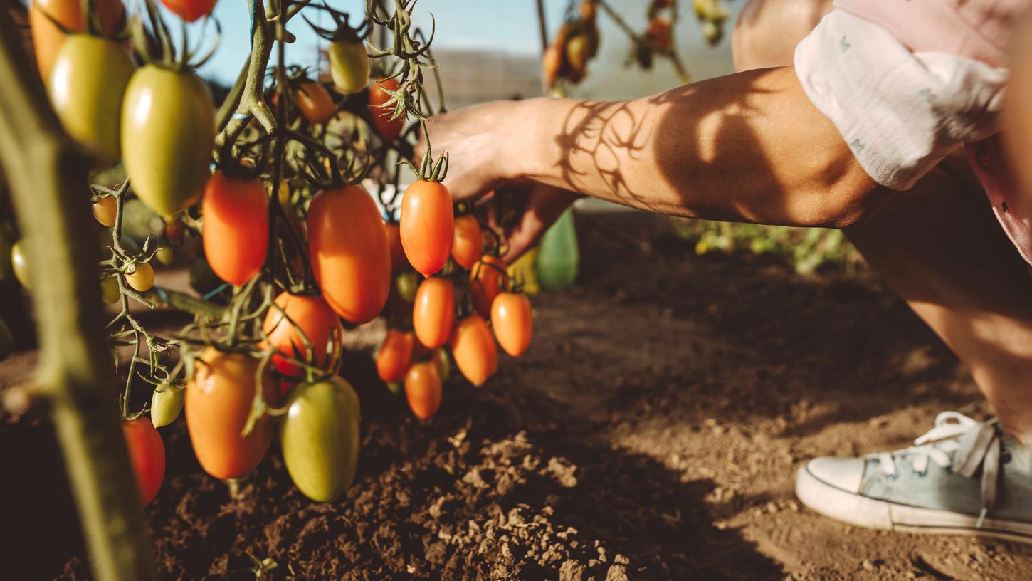 Tomaten anbauen ist gar nicht schwierig. Für beste Erträge hilft es, die Pflanzen regelmäßig zu düngen.