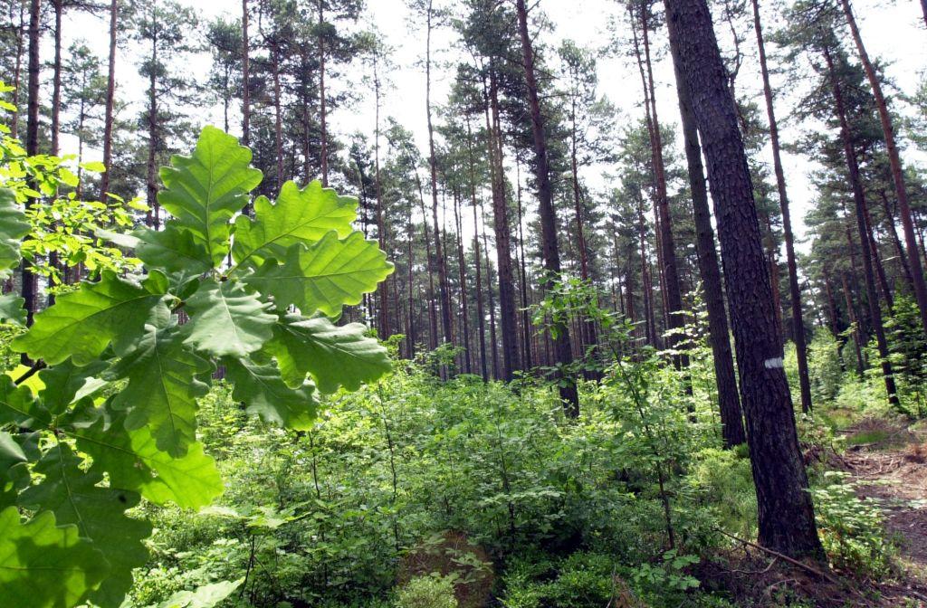 Es hätte für den Nürnberger Reichswald schlimmer kommen können: "Ich ziehe ein eher positives Fazit", formuliert Johannes Wurm, Forstbetriebsleiter in Nürnberg, vorsichtig. "Nach dem sehr trockenen, warmen Frühjahr hatten wir im Vergleich zum Trockensommer 2018 eher moderate Temperaturen und etwas mehr Niederschlag." Hätte die kürzere Hitzewelle im Juni/Juli länger angehalten – "Katastrophe!", sagt Wurm nur.