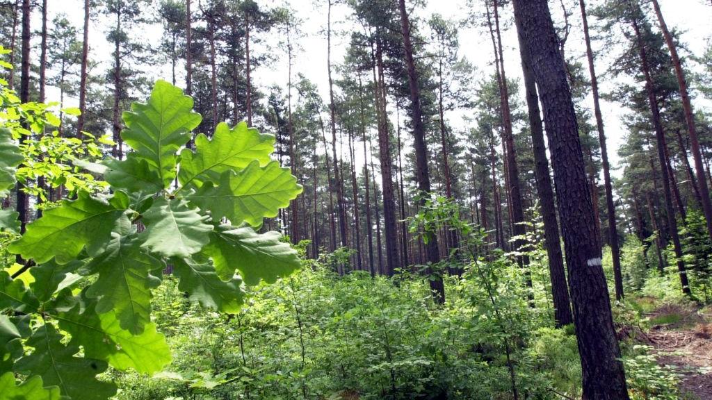 Beim Reichswaldfest wird der bayerische Landwirtschaftsminister Helmut Brunner in seinem Vortrag am Samstagnachmittag (15 Uhr) die Bedeutung des Waldnaturschutzes herausstellen.