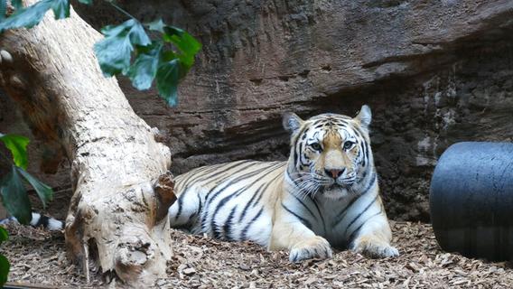 Tiger-Tausch im Tiergarten Nürnberg soll für Nachwuchs sorgen