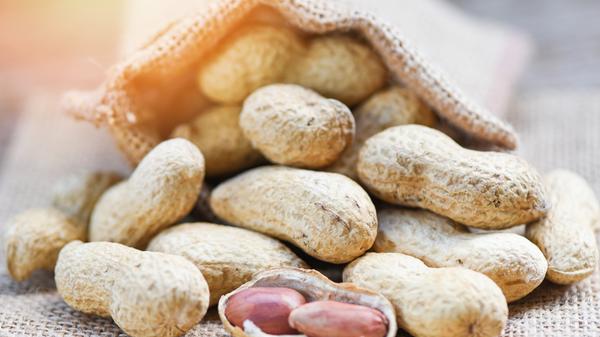 Peanut in shells for food or snack - Roasted peanuts on sack background