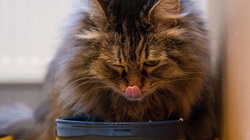 Die regelmäßige Reinigung von Futter- und Wassernäpfen ist wichtig, damit sich keine Keime bilden. Die regelmäßige Reinigung von Futter- und Wassernäpfen ist wichtig, damit sich keine Keime bilden.