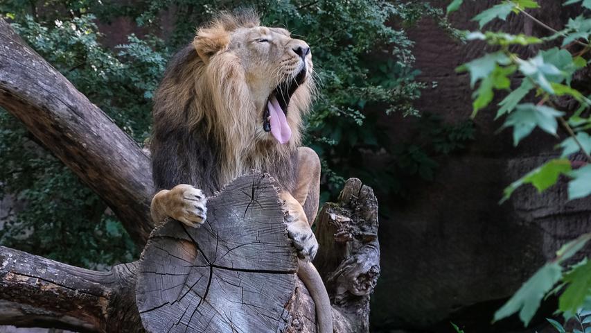 Das herzhafte Gähnen des asiatischen Löwen Kiron wirkt wahrlich ansteckend.   Mehr Leserfotos finden Sie hier
