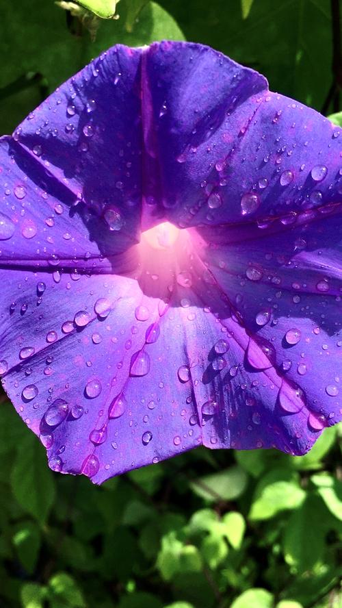 Regentropfen sammeln sich auf der violetten Blüte einer Winde.    Mehr Leserfotos finden Sie hier