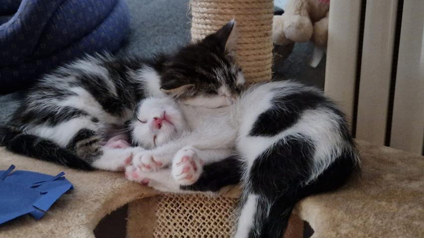 Was ist besser als eine Katze? Genau. Zwei! Sabrina Sabine Koch teilte mit uns das Bild von ihren zwei kuschelnden Katzen. Vielen Dank!