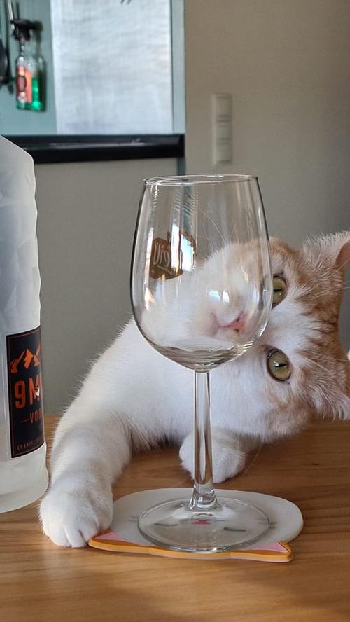 Schlafen kommt dieser Katze gar nicht in den Sinn. Eher steht die Frage im Raum, wo denn endlich der Wein bleibt. Das wunderbare Foto ihrer Katze teilte Dany Sahne.