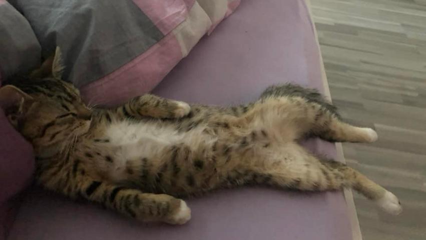 Kopf aus, Beine hoch. Auch diese Katze versteht, wie man richtig abschaltet. "Penny die Gammlerin", mit diesem Kommentar teilte Dijana Ditschi ihre Katze.