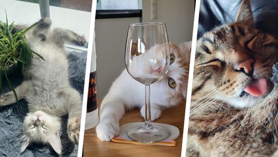 Internationaler Tag der Katze: Hier sind die tierisch süßen Lieblinge unserer Userinnen und User