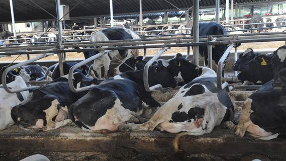 Milchbauer wird vegan: Was dann mit seinen Tieren passiert, ist außergewöhnlich