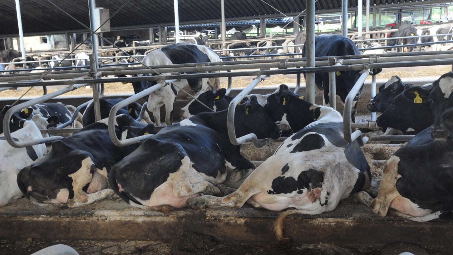 Nicht nur aufgrund ihrer Haltung leiden Kühe unter der intensiven Milchwirtschaft (Symbolbild).