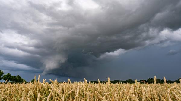Extremwetter und Dauerregen führt zu Ernteausfällen und Qualitätsminderung bei der Weizenernte 2023 Die Getreideernte wi