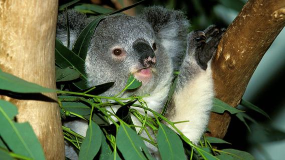 Grüne Vielseitigkeit im Garten: Alles über Eukalyptus-Pflege, Schnitt und Vermehrung
