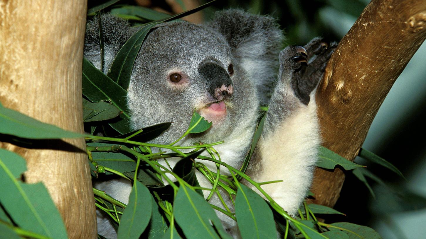Koalabären ernähren sich ausschließlich von den Blättern und der Rinde des Eukalyptusbaums, Menschen schätzen den frischen Duft der Blätter.