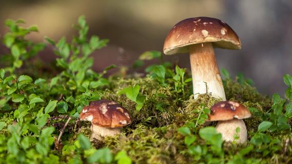 Neue Erkenntnisse: Vorsicht - diese Pilze gelten inzwischen als giftig