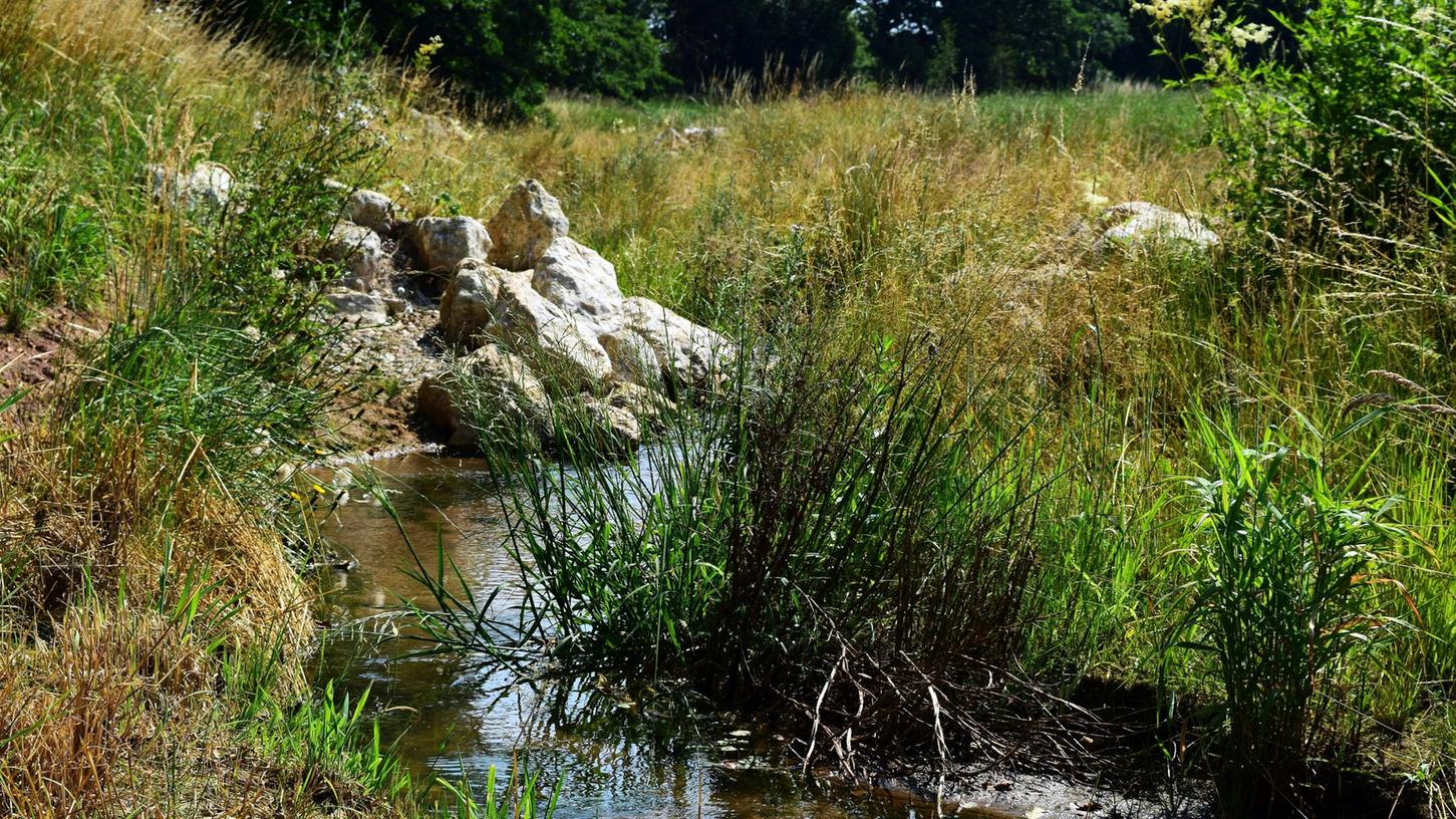 Angesichts von zunehmender Trockenheit können Renaturierungen – wie hier im Asbachgrund – dazu beitragen, um Wasser länger in der Landschaft zu halten.