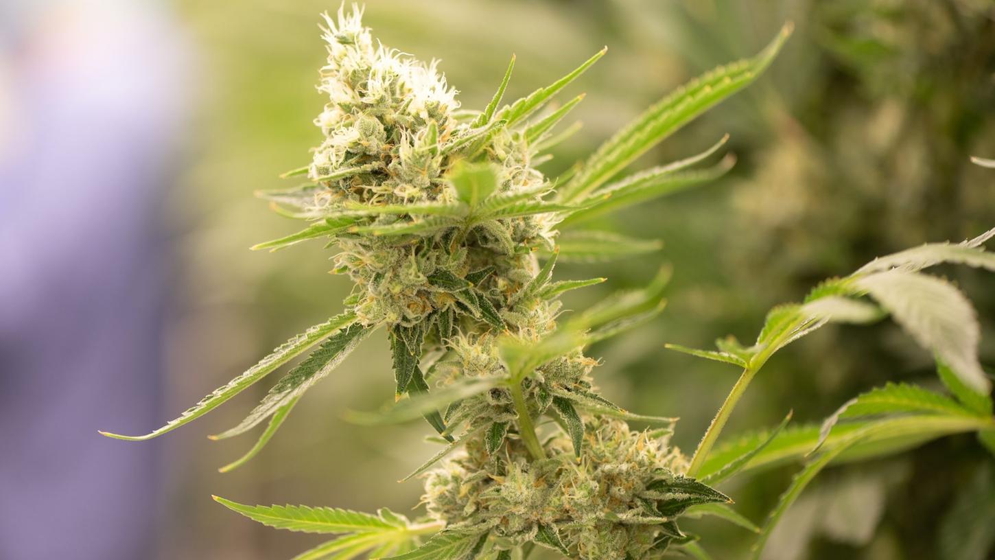 Cannabispflanzen fand die Polizei in einem Waldstück.