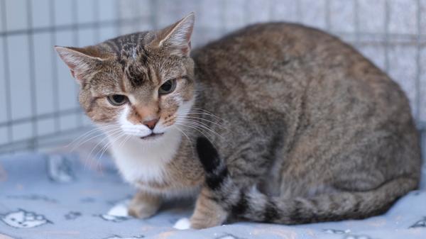 Die braungetigert-weiße Katzenlady lief schon am 24. Juni 2023 in Lupburg-Dettenhofen bei einer Dame zu und die Katze wurde jetzt, nachdem es zwischen ihr und der bereits vorhandenen Katze immer mehr zu Differenzen kam, letztlich doch im Tierheim Neumarkt abgegeben. Die Katze wurde damals ordnungsgemäß als Fund im Tierheim gemeldet und auch die in einer Lupburger Tierarztpraxis abgelesene Tätowierung wurde angegeben. Leider ist diese Tätowierung bei den Haustierregistern nicht bekannt beziehungsweise nicht gemeldet, so dass die Katze ihren Besitzern noch immer nicht zugeordnet werden kann. In einem Ohr steht AM 22, was auf eine Tierarztpraxis im Raum Amberg hinweisen könnte und auf die Kastration der Katze im Jahr 2022. Die Nummer im anderen Ohr beginnt mit R und es folgen drei Ziffern. Doch im gesamten Kreis Amberg ist kein Tierarzt bekannt, dessen Name mit R beginnt. Die Katze, die auf den Namen „Mara“ getauft wurde, wäre bestimmt dankbar, wenn jemand genau diese Zahlen- und Buchstabenkombination kennen und dem Tierheim Neumarkt mitteilen würde. Dann könnte nämlich beim entsprechenden Tierarzt Rückfrage gehalten und die Katze ihrer Familie wieder zugeordnet werden. Wer kennt diese Katze oder wer weiß, wer diese Katze seit Juni 2023 vermisst? Das Tierheim Neumarkt ist trotz der erfolgten Lockerungen noch immer bis auf Weiteres für Besucher, Gassigeher und Katzenstreichler geschlossen. Besuche und Tiervermittlungen können nur nach vorheriger telefonischer Terminvereinbarung stattfinden. Das Büro ist täglich (außer an Sonn- und Feiertagen) von 14.30 bis 17 Uhr unter der Telefonnummer (0 91 81) 2 28 62 erreichbar. In Notfällen und im Falle von Fundtieren ist das Tierheim ebenfalls unter dieser Telefonnummer erreichbar. Hier geht es zur Internet-Seite des Tierheims